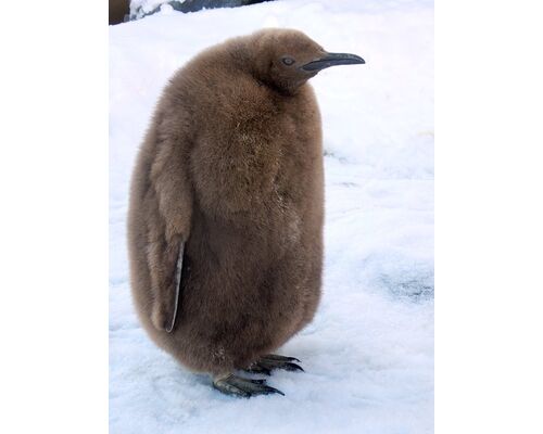 子ペンギン
