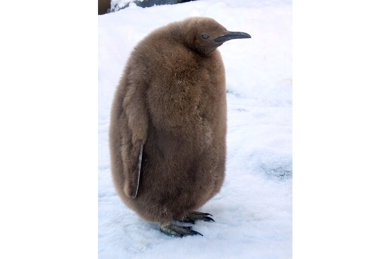 子ペンギン